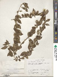 Duranta erecta image