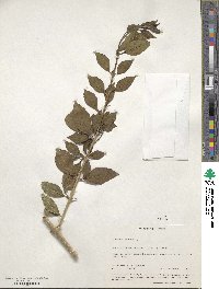 Duranta erecta image