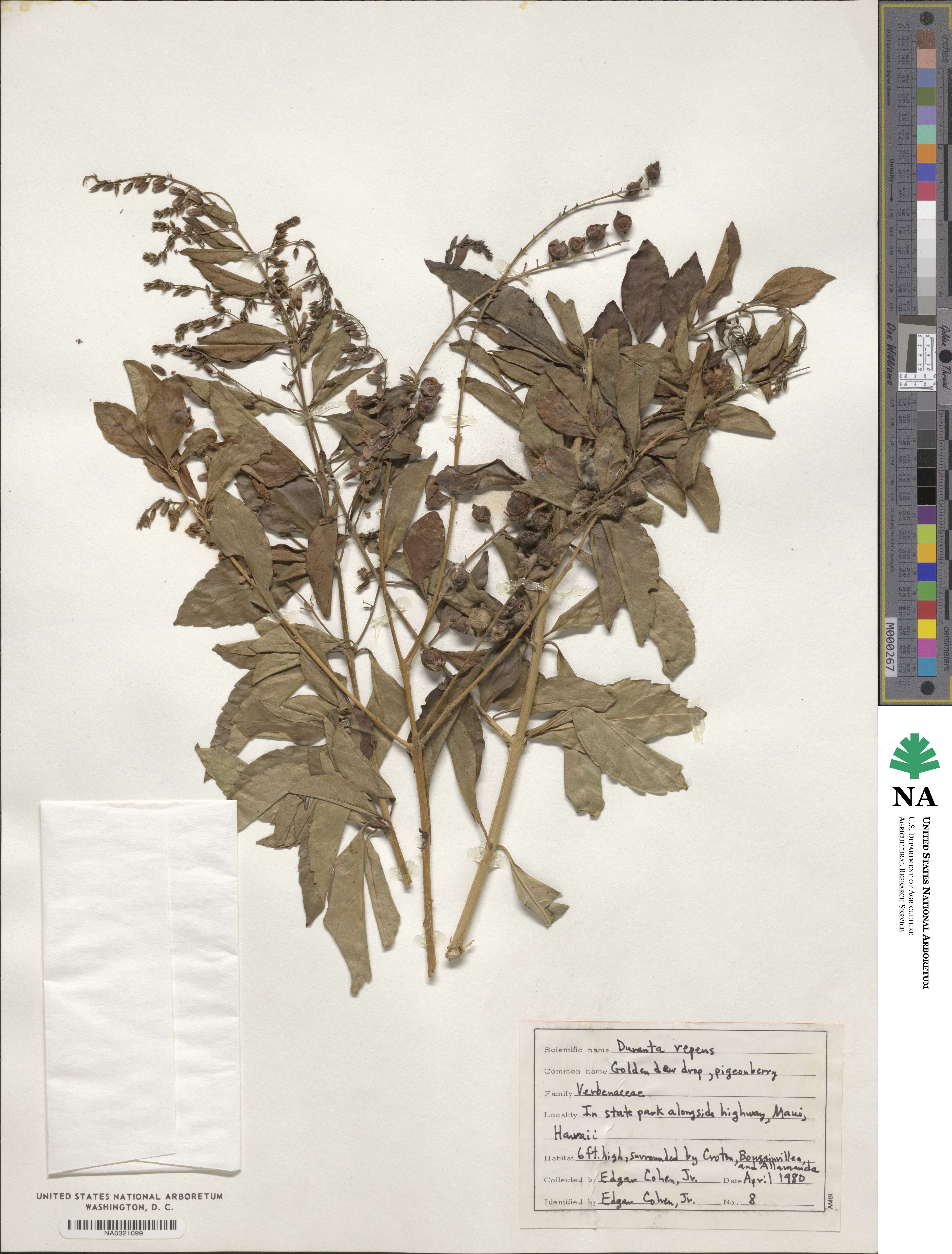 Verbenaceae image