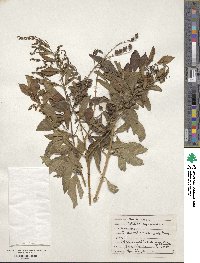 Duranta erecta image