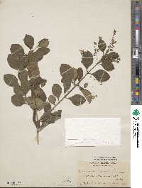 Duranta erecta image