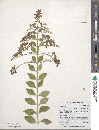 Duranta erecta image