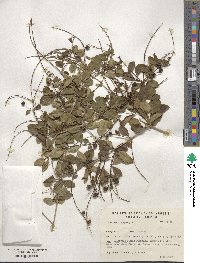 Duranta erecta image