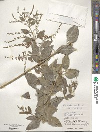 Duranta erecta image