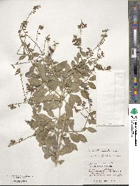 Duranta erecta image