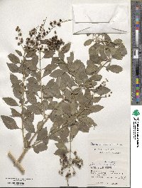 Duranta erecta image