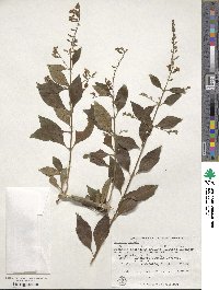 Duranta erecta image