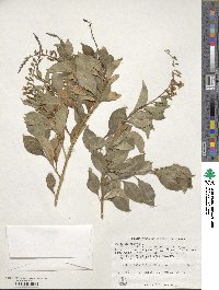 Duranta erecta image