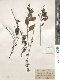 Duranta erecta image