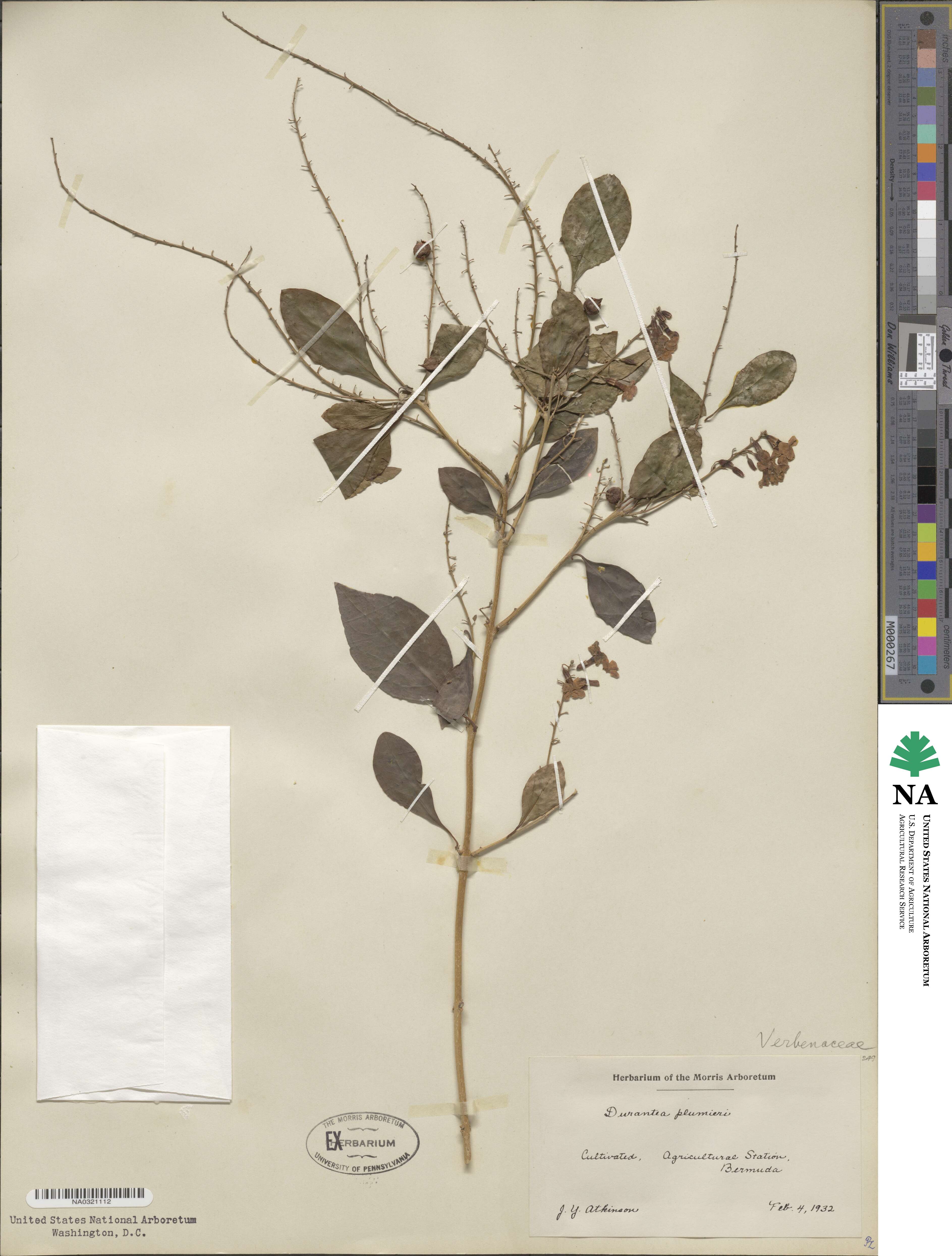 Verbenaceae image