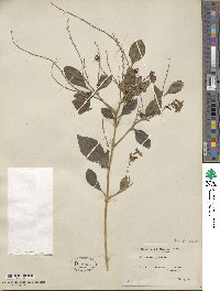 Duranta erecta image