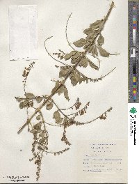 Duranta erecta image