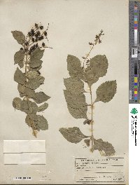 Duranta erecta image