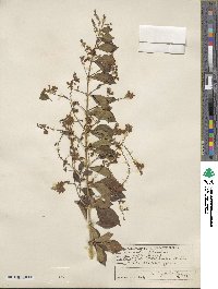 Duranta erecta image