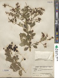 Duranta erecta image