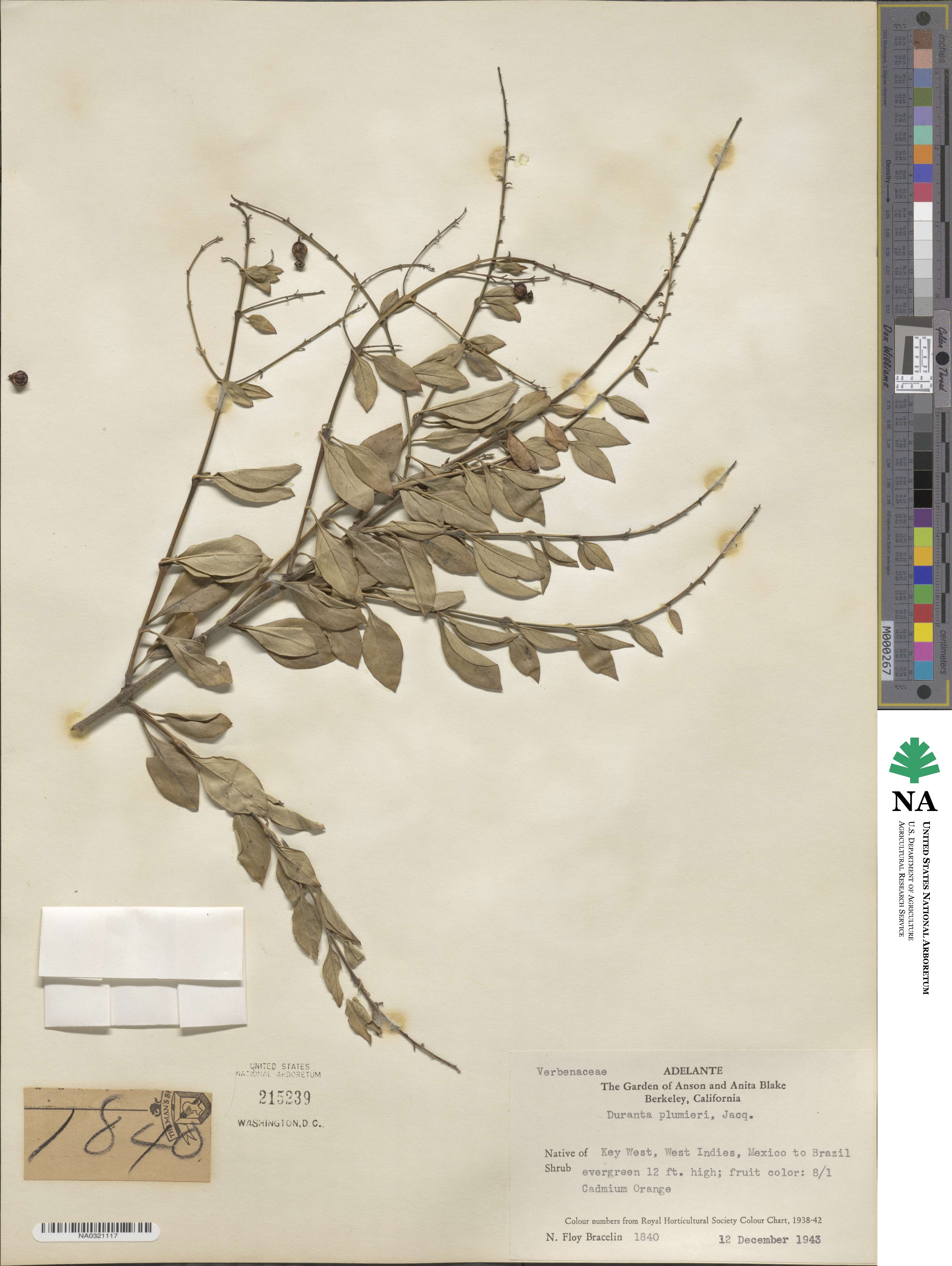 Duranta image