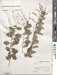 Duranta erecta image