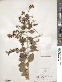 Duranta erecta image