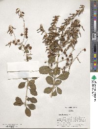 Duranta erecta image