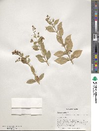 Duranta erecta image