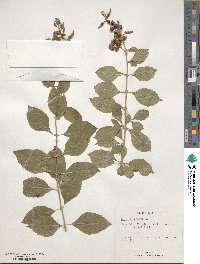 Duranta erecta image