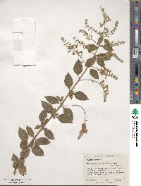 Duranta erecta image