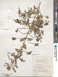 Duranta erecta image