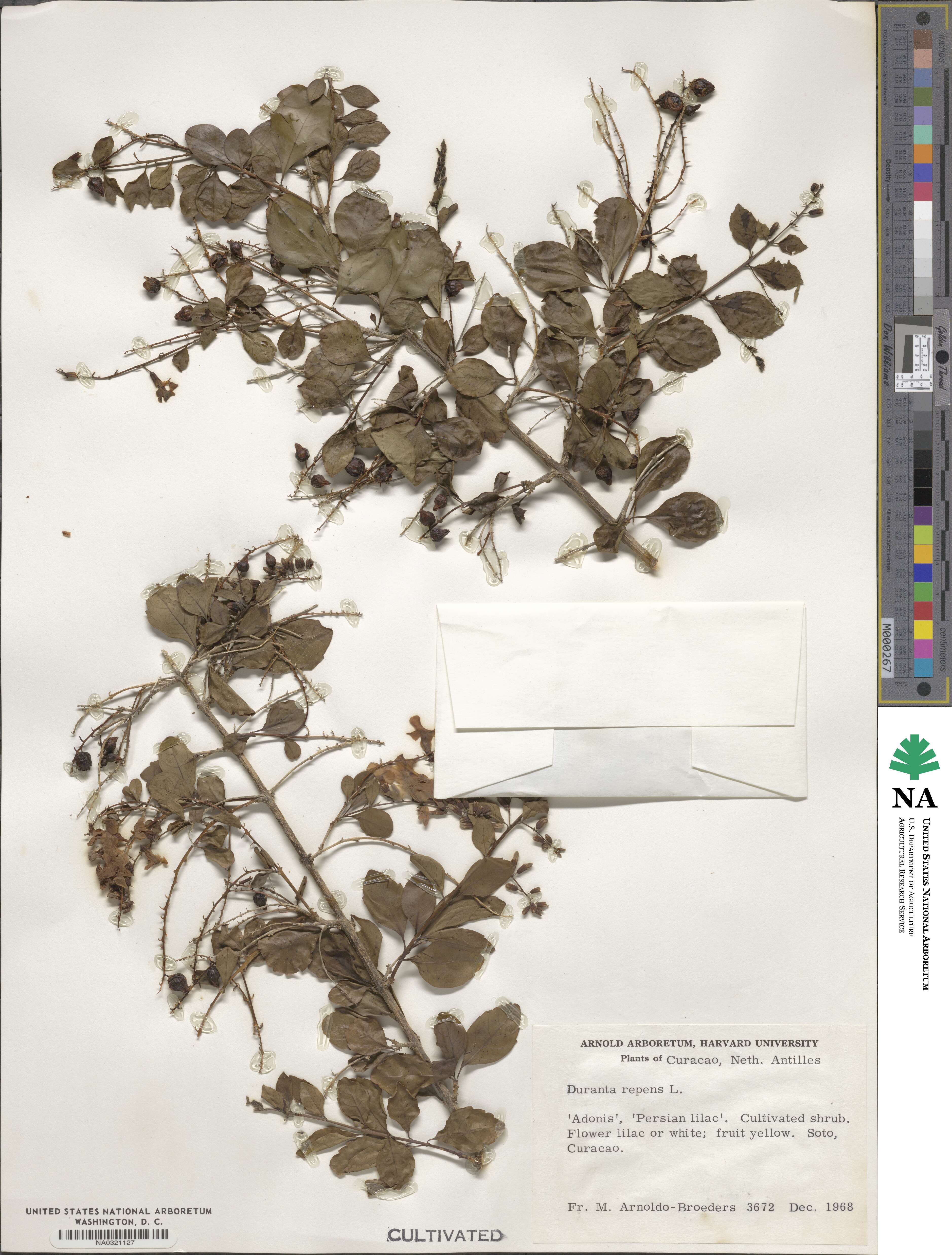 Duranta erecta image