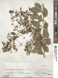 Duranta erecta image