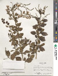 Duranta erecta image