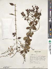 Duranta erecta image