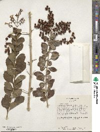 Duranta erecta image