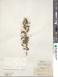 Duranta erecta image