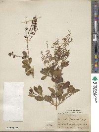 Duranta erecta image