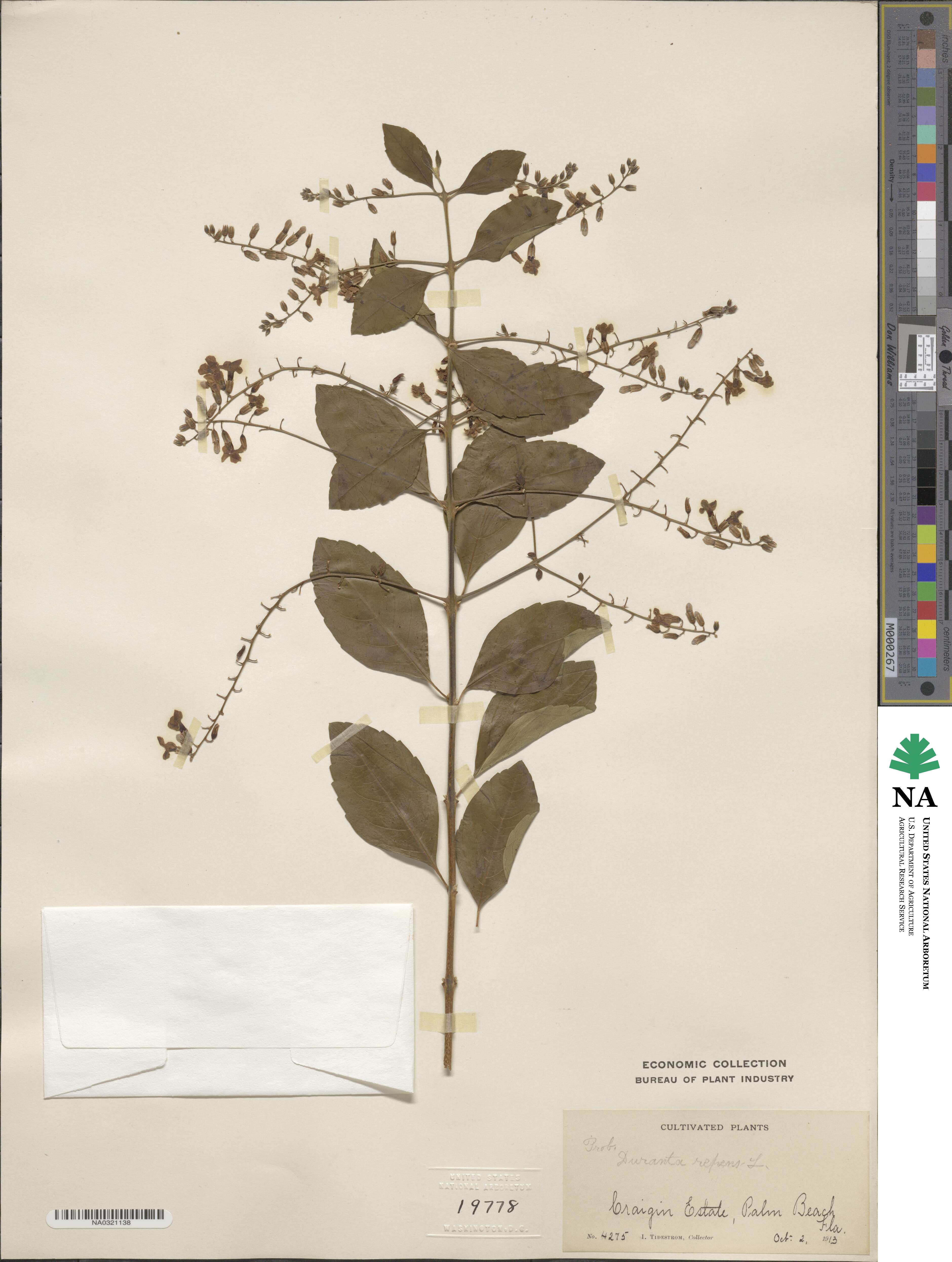 Duranta erecta image