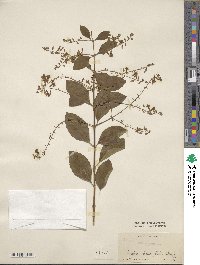 Duranta erecta image