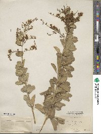 Duranta erecta image