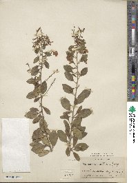 Duranta erecta image