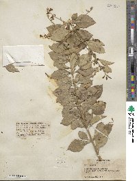 Duranta erecta image