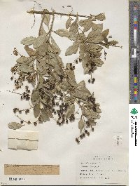 Duranta erecta image