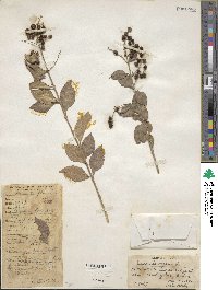 Duranta erecta image