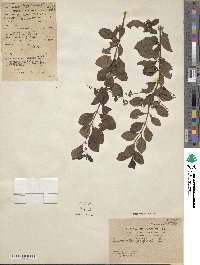 Duranta erecta image