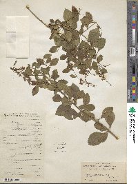 Duranta erecta image