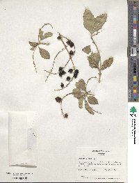 Duranta erecta image