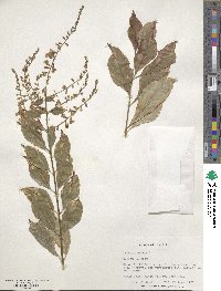 Duranta erecta image