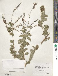 Duranta erecta image