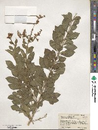 Duranta erecta image