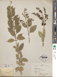 Duranta erecta image