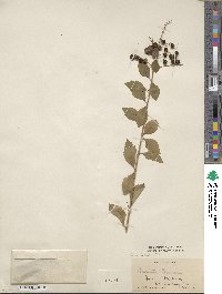 Duranta erecta image