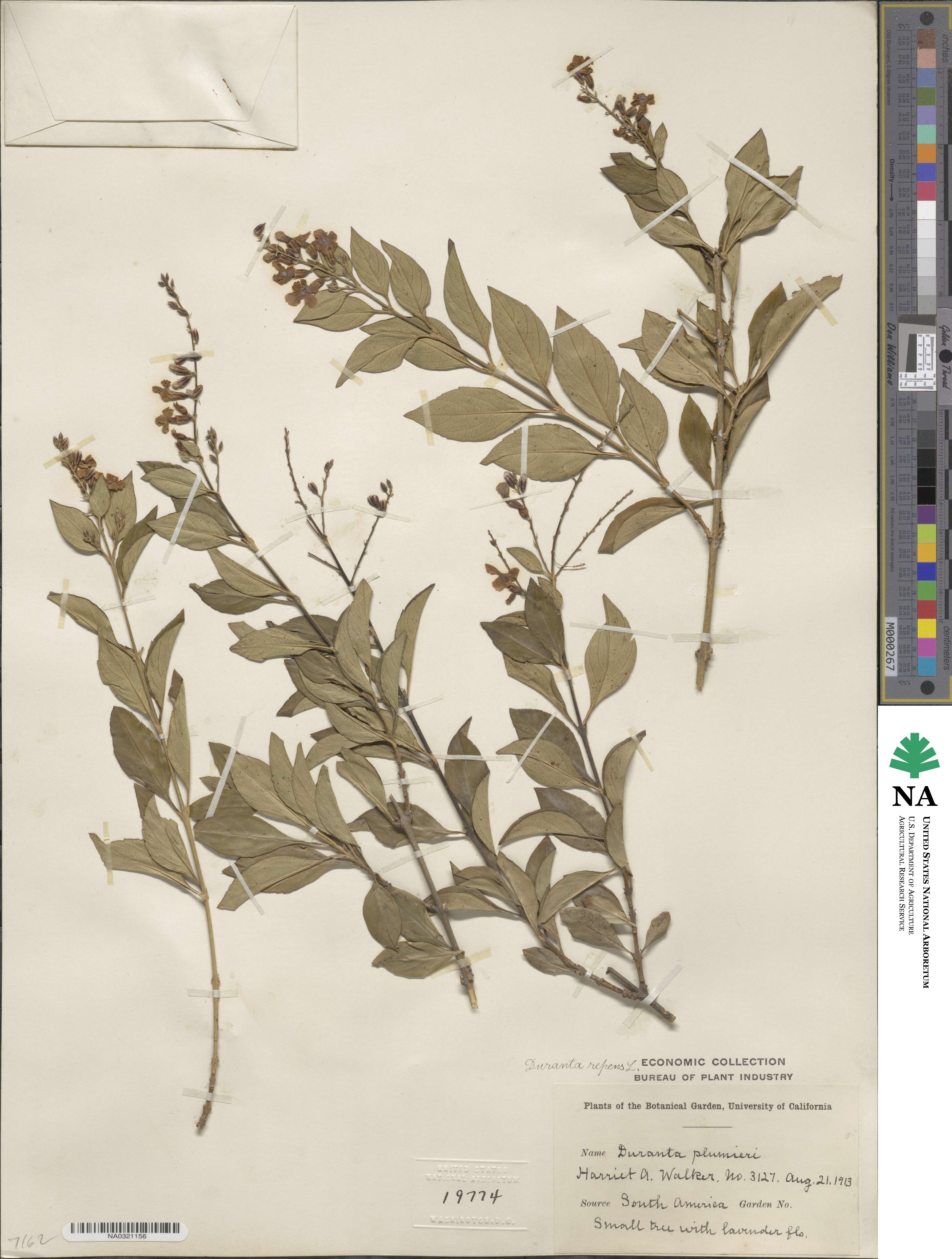 Duranta erecta image